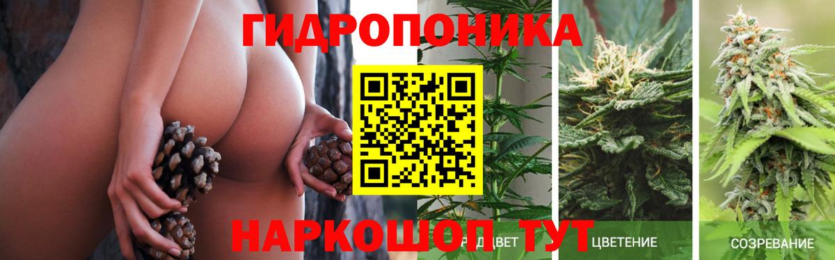 Бошки Шишки SATIVA & INDICA  Вход с VPN  Торжок  Шишки марихуана White Widow 